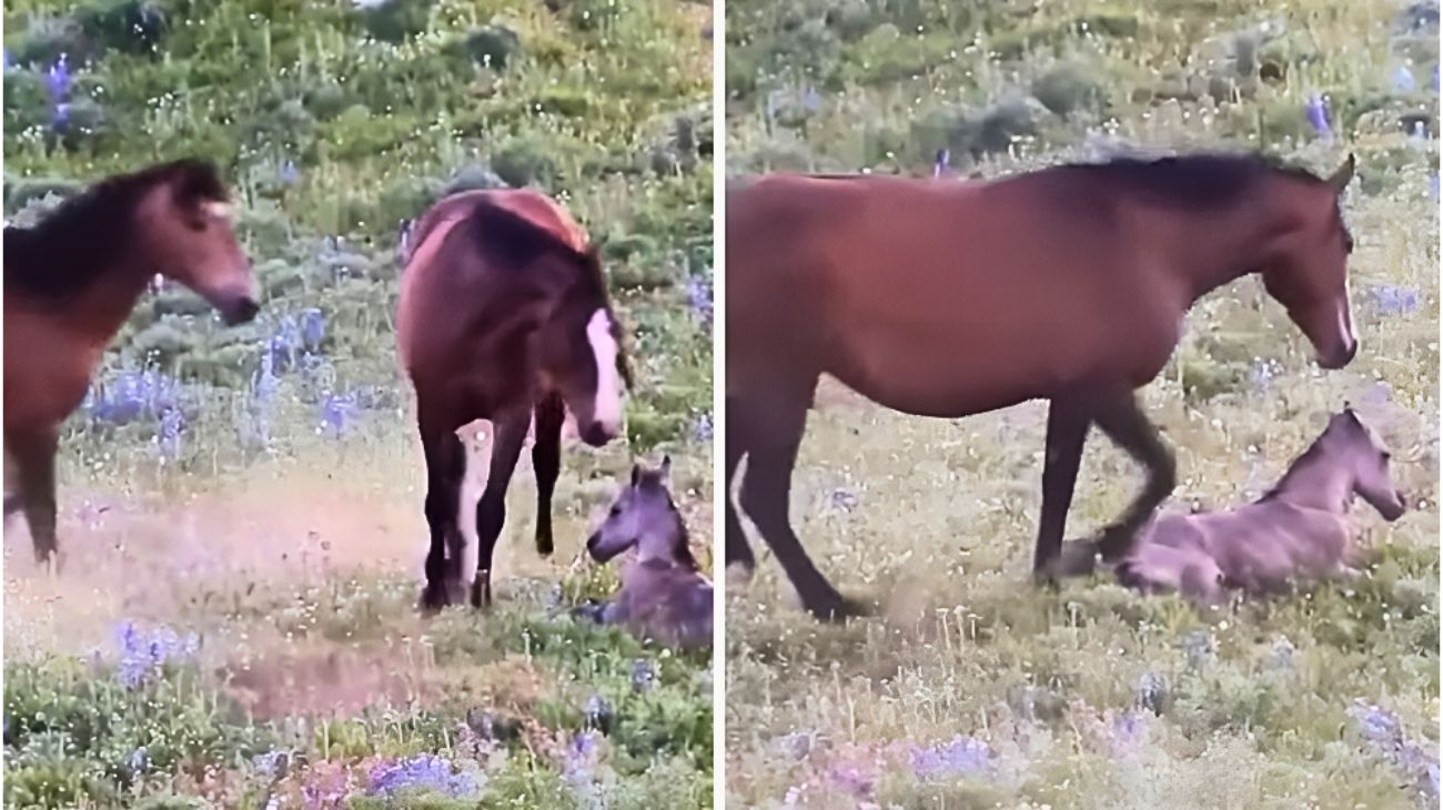 cavallo-mamma-cucciolo-difesa
