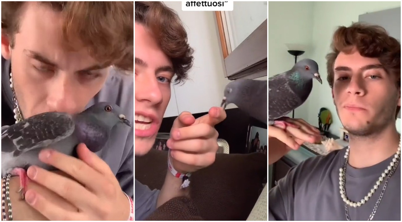 Ragazzo italiano vive con un piccione come animale domestico: "Perché dovreste farlo anche voi"