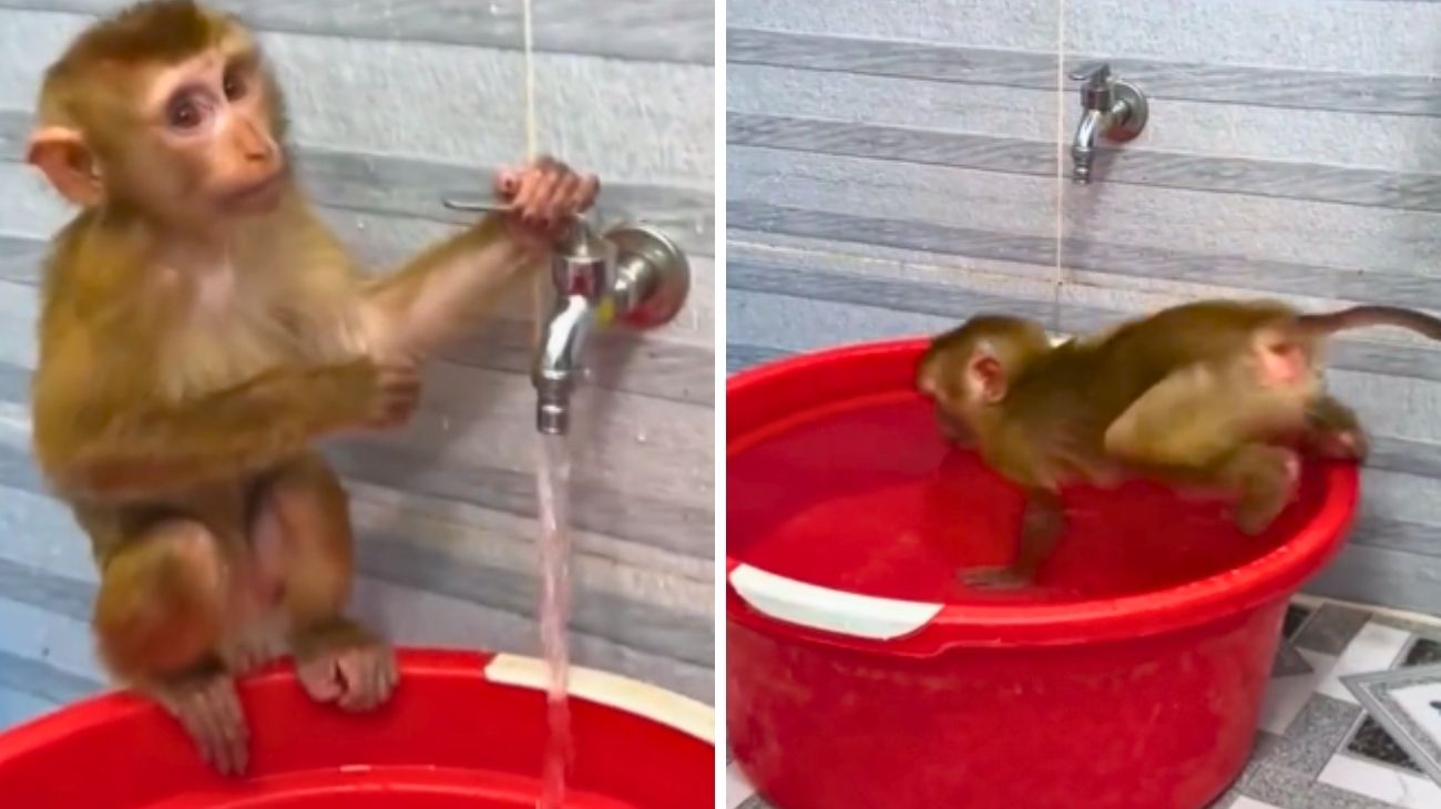 cucciolo di scimmia bagnetto acqua