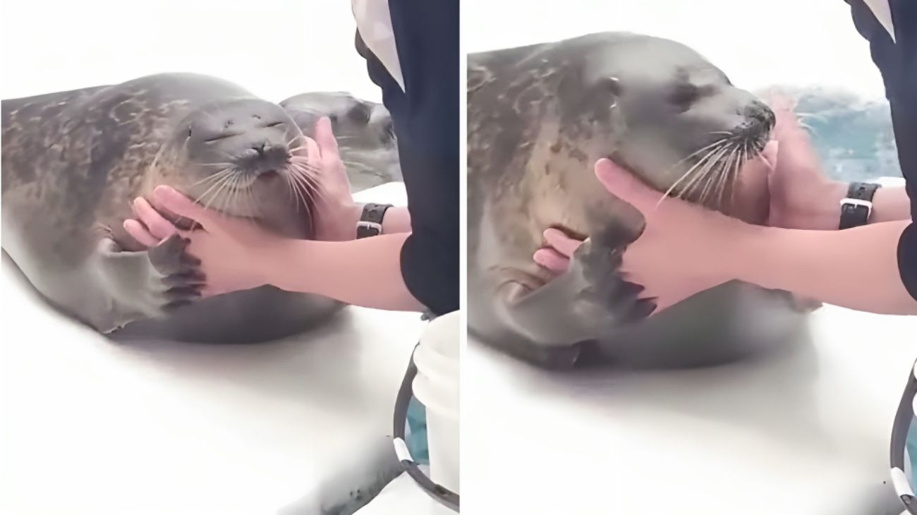 foca-cucciolo-accarezzare-animale-addestratore