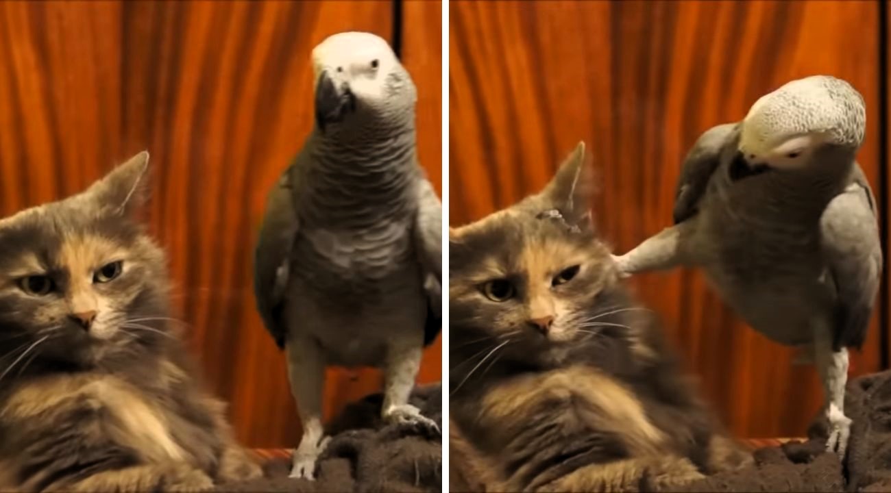 pappagallo gatto