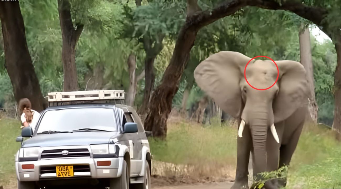 elefante-proiettile-polizia