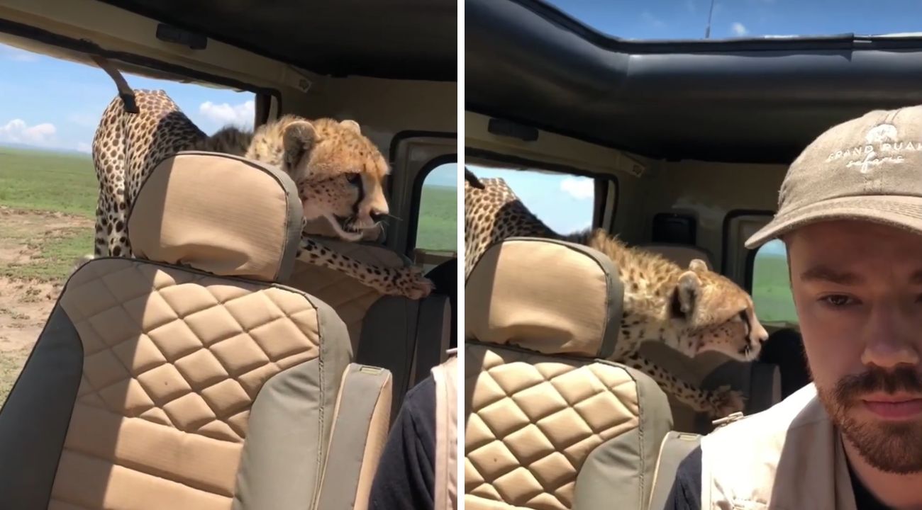 ghepardo-jeep-safari