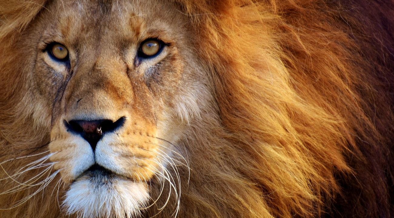 Il leone  è apprezzato e temuto da milioni di esseri umani.