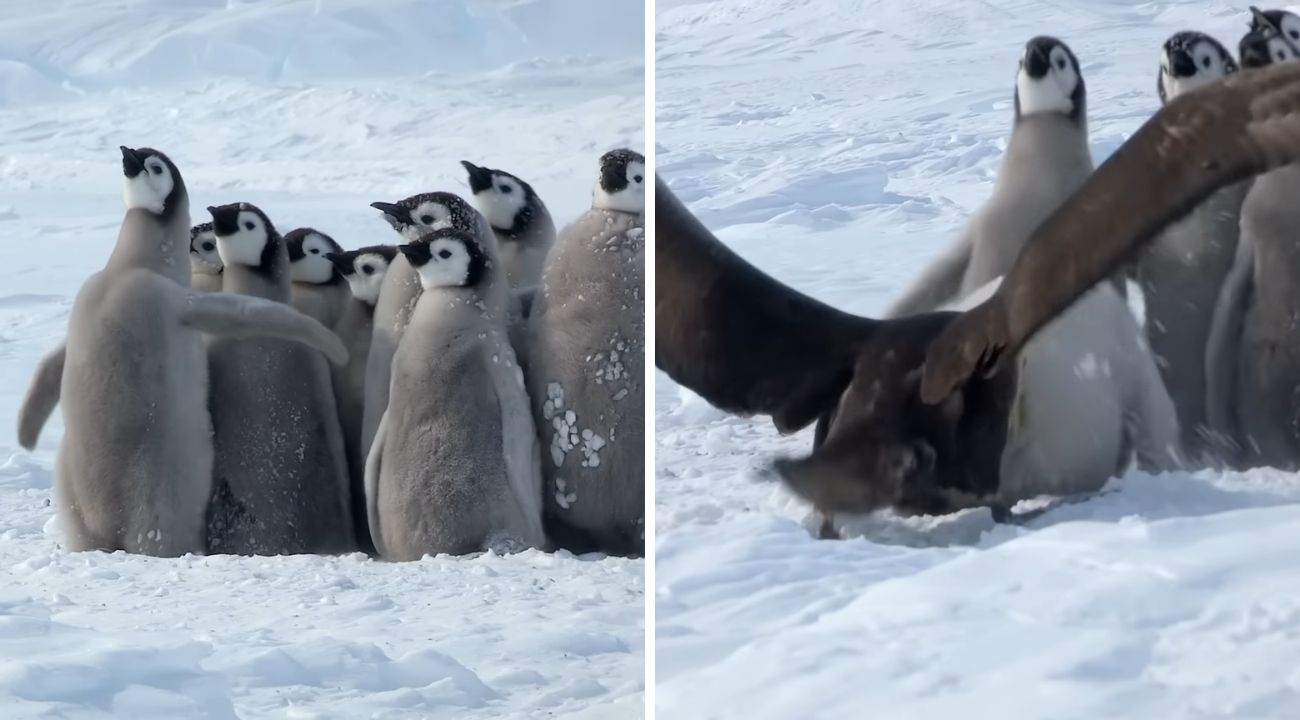pinguino-uccello-predatore
