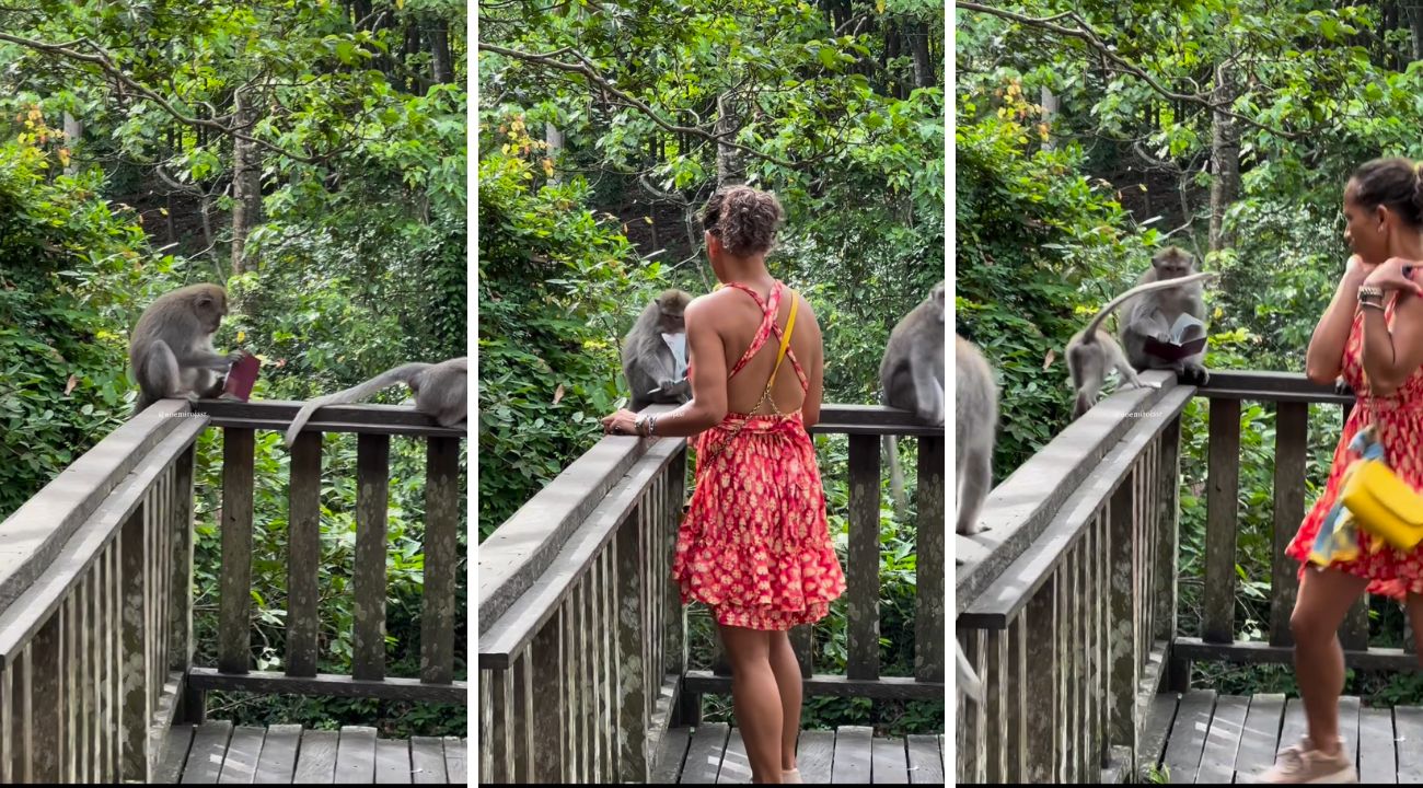 indonesia-bali-scimmia-turista