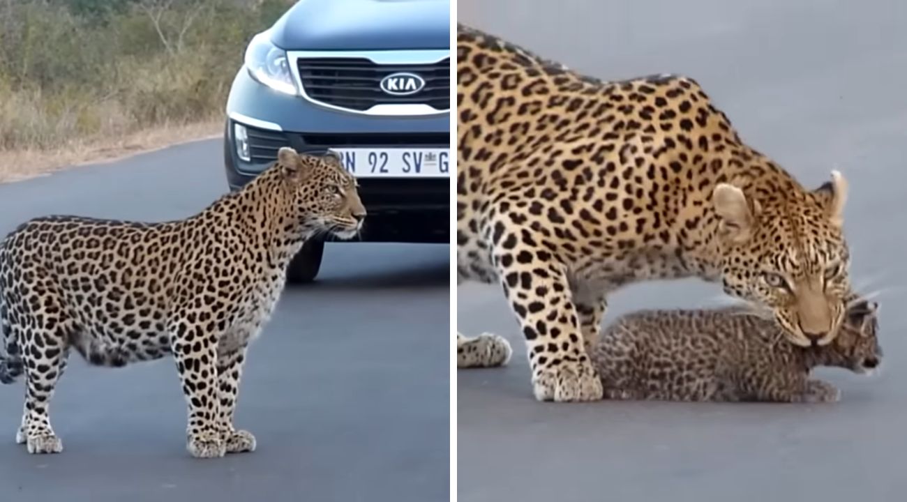 mamma-leopardo-2