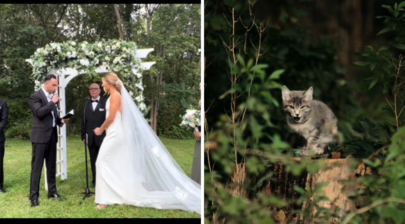 matrimonio-gatto